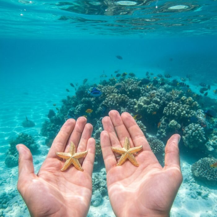 Boucle d'Oreilles Étoile de Mer
